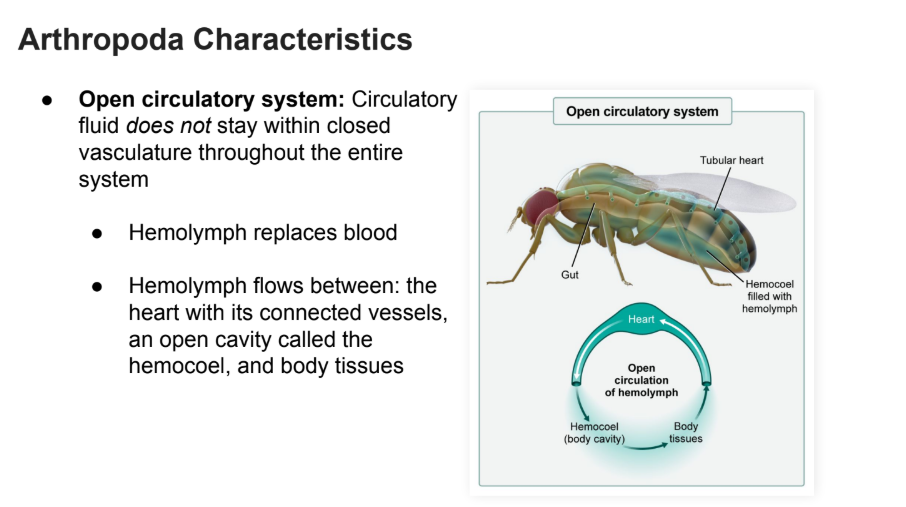 <p>Circulatory fluid does not stay within closed vasculature throughout the entire system</p><p></p><ul><li><p><strong>Hemolymph </strong>replaces blood</p></li><li><p>Hemolymph flows between: the heart with its connected vessels, an open cavity called the <strong>hemocoel</strong>, and <strong>body tissues</strong></p></li></ul><p></p>