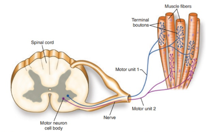 <ul><li><p>Location: Muscles, tendons, ligaments &amp; joints</p></li><li><p>Stimuli = Muscle tension</p></li></ul><p>Subtypes:</p><ul><li><p>Muscle spindles </p></li><li><p>Golgi tendon organs</p></li><li><p>Proprioreception in joints</p></li></ul><p></p>