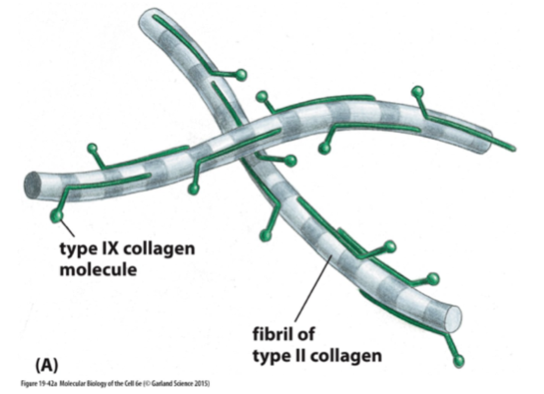 <p>Hvilken kollagentype danner netværk i basallamina?</p>