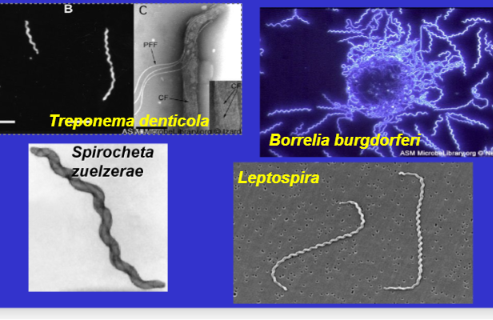 <p>flexíveis= espiroquetas</p><p>rígidos= espirilos</p>