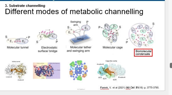 <ul><li><p>how are substrates directly passed between enzymes in multienzyme complexes, to increase flux by directly shuttling them?</p></li></ul><p>(Molecular tunnel)</p><ul><li><p>AA pocket specifically for chanelling S from E1 => E2</p></li><li><p>seen particularly in AA Biosynthetic pathways, which are important so require tight control to directly form the product from each metabolite</p></li><li><p>eg Tryptophan Synthase. Indole AA tunell => channels metabolite from A subunit => B sunit => via AA residues guiding the intermedaite through (Favorable, stabilising, interactions)</p></li></ul><p>(Electrostatic surface / bridge)</p><ul><li><p>enzymes with AA charged surfaces, with grooves, to pass metabolites along by forming favorable interactions (Stabilising the intermediates etc) => ASs of other enzymes in the complex to continue metabolism</p></li><li><p>surface AA residues are specific to stabilising the metabolic intermediate, typically charged + (mutating to - or neutral would decrease rate)</p></li><li><p>eg TCA cycle Malate Dehydrogenase + Citrate Synthase + Aconitase (positive electrostatic surface)</p></li></ul><p>(Molecular tether / Swinging arm)</p><ul><li><p>localising enzymes that facilitate direct movement of a metabolite through their AS for the rxn pathway, via ‘grabbing’ the metabolite with a ‘swinging arm’ enzyme AA module</p></li><li><p>eg Pyruvate dehydrogenase complex, see in cryo EM. 3 enzyme complex, with E2 having the swinging arm (Lipoate domain. long chains)</p></li><li><p>localises 3 enzymes all part of a metabolic pathway, uses the swinging arm to move susbtarte through efficiently and controlled, to complete rxn </p></li><li><p>Pyruvate => remove CO2 (E1) => E2 swings it over to itself => add Acetyl (E2) => Acetyl CoA (E3 recycles electron carriers to recycle the Lipoate arm)</p></li></ul><p>(Molecular cage)</p><ul><li><p>positions enzyme domains of a complex, in such a way that props them together to form a ‘cage’ / enclosed space where the intermediate is produced</p></li><li><p>eg Propionyl CoA Synthase, is part of a metabolic pathway that produces a toxic intermediate along the way (Acrylyl-CoA)</p></li><li><p>producing it enclosed in this cage, prevents damage to other parts of the cell</p></li></ul><p>(Biomolecular condensates)</p><ul><li><p>localising enzymes & substrates by forming membrane-less cellular compartments, to incr metabolic flux (substrate and enzymes kept together. multiple enzymes of a pathway, would be handy)</p></li><li><p>different types can coexist in the cell, various functions and uses, for both proks & euks </p></li><li><p>spontaneously form droplets of liquid-liquid phase seperations in the cell, and based on the noncovalent transient interactions of enzymes, metabolism is localised in this way to iincr flux</p></li><li><p>can occur also with transient intearctions between DNA & RNA (nucleic acids) </p></li><li><p>can also form in response to stress & signals (an easy means of regulation)</p></li><li><p>eg Purinosome in Euks, for Purine biosynthesis (Nucleic acids), involing 6 enzymes that localise in droplets, to make this pathway efficiently flux regulated</p></li><li><p>7-fold synthesis incr compared to freely floating </p></li><li><p>doesnt even require an organelle. </p></li><li><p>thought to be energy intensive -they localise close to the mitochondria (ATP)</p></li></ul><p></p>