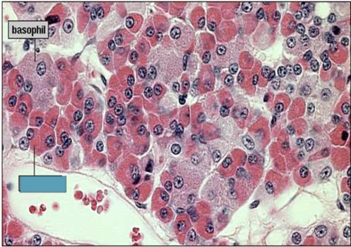 <p>Identify the cell</p>