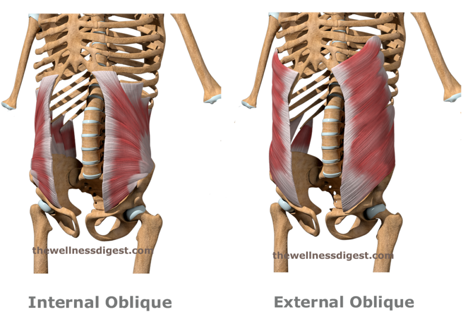 <p>External oblique</p>