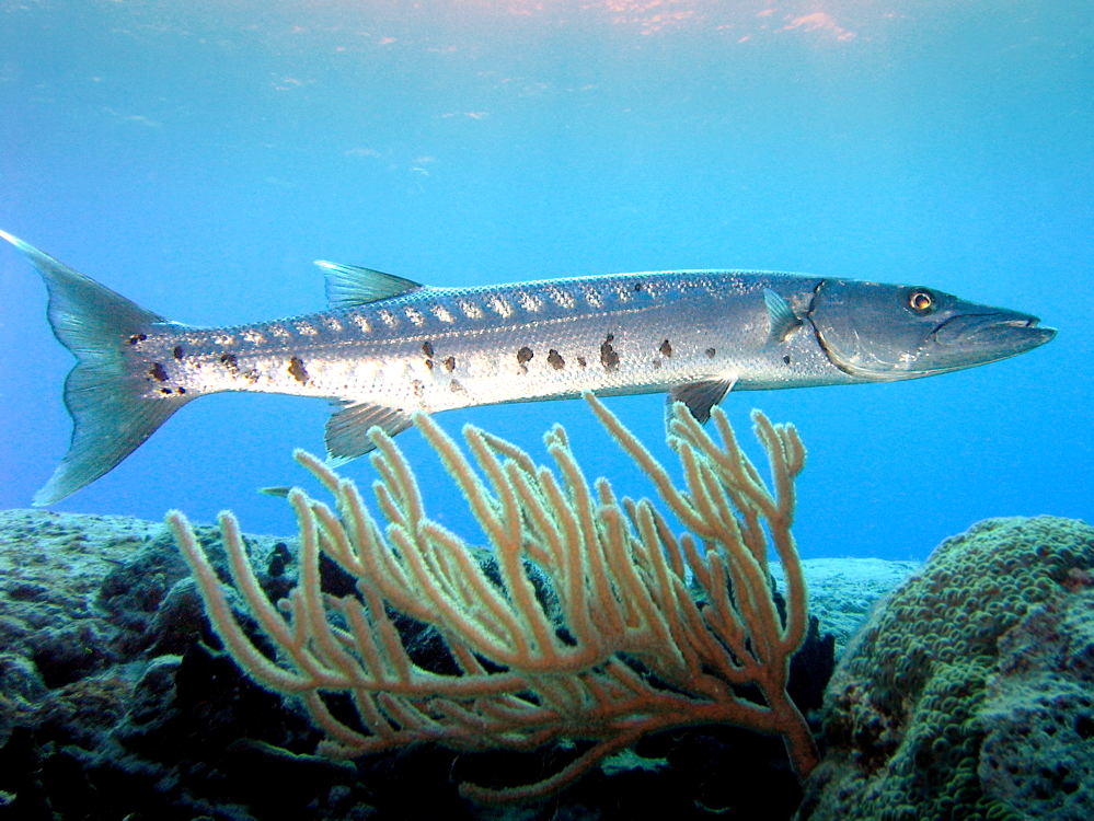 <p>Barracuda</p>