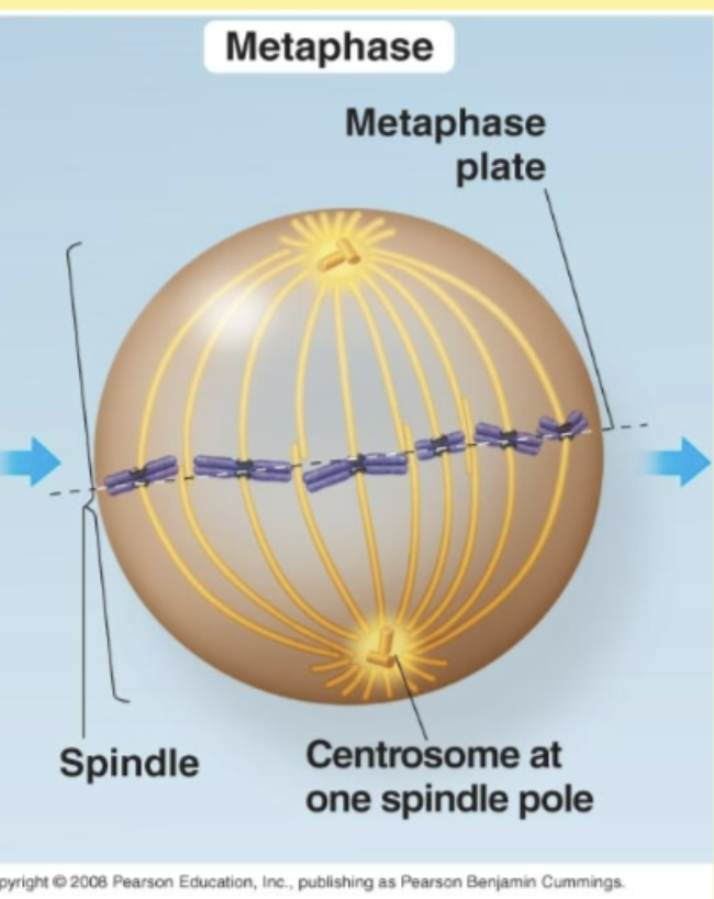 <p>Metaphase </p>