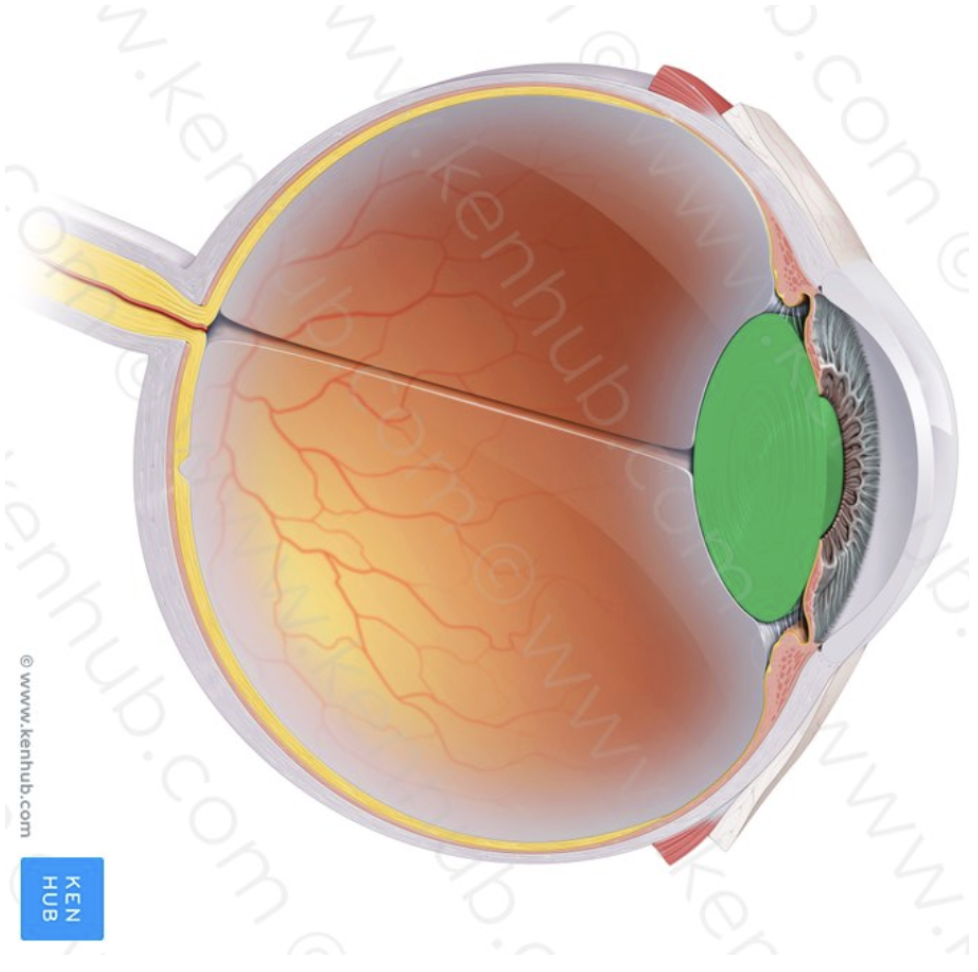<p>What part of the eye is this?</p>