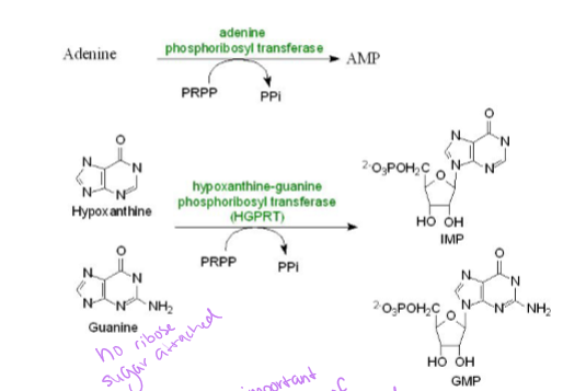 <p>reversible reaction that salvages the bases that are already formed, and took a lot of energy to make, and recycles them back into nucleotides - this requires PRPP transferase enzyme and the product is the nucleoside monophosphate - this occurs when a cells dies, and the RNA is recycled11</p>