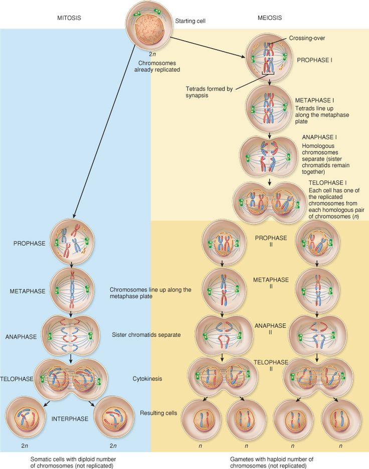 <p><u>Mitosis</u>: repliaction division of normal (somatic cells) in their cell cycle.</p><ul><li><p>Ends up with two daughter cells which are diploid cells</p></li></ul><p><u>Meiosis</u>: reduction division of sex cells (gametes)</p><ul><li><p>Crossing over happens during prophase I, <span><span>creates new combinations of alleles, ensuring </span><strong><span>genetic variation</span></strong><span> in gametes</span></span></p></li><li><p>Ends up with four daughter cells which are haploid cells</p></li></ul><p></p>