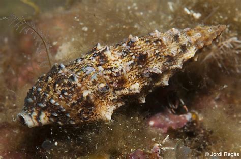 <p>Cerithium vulgatum </p>