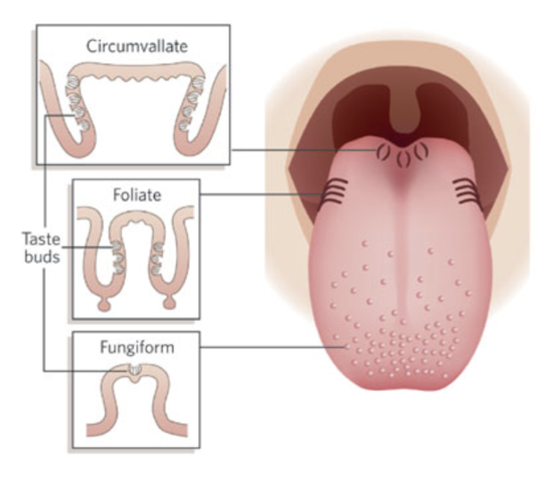 <ul><li><p>Papillae → <strong>macroscopic </strong>(can see w/ naked eye)</p><ul><li><p>Types:</p><ul><li><p><strong>Fungiform</strong> → buds on top</p></li><li><p><strong>Foliate </strong>→ buds on sides</p></li><li><p><strong>circumvallate → </strong>buds on back</p></li></ul></li></ul></li><li><p>Taste buds → <strong>microscopic</strong></p></li></ul><p></p>