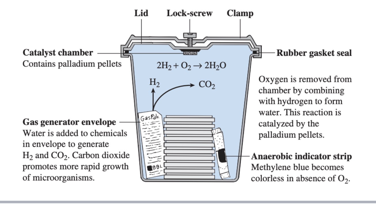 <p>Anaerobic jar</p>