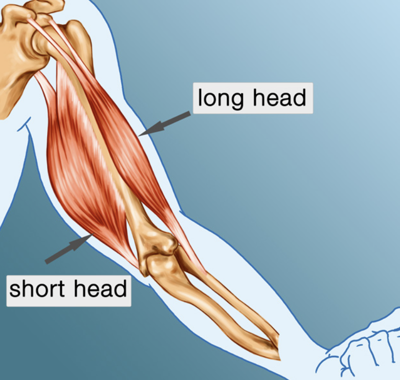 <p>muscles produce the contour of the front and inner side of thee a upper arm; they lift the forearm, flex the elbow, and turn the palms outward </p>