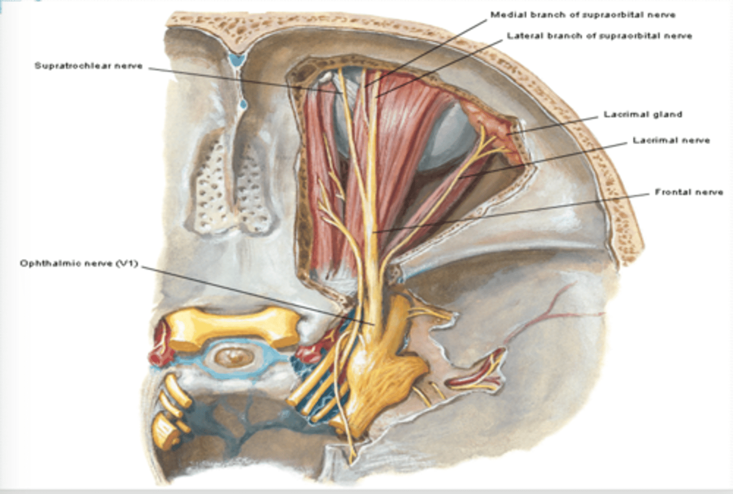 <p>What does the frontal nerve (CN V1 ) run and innervate?</p>