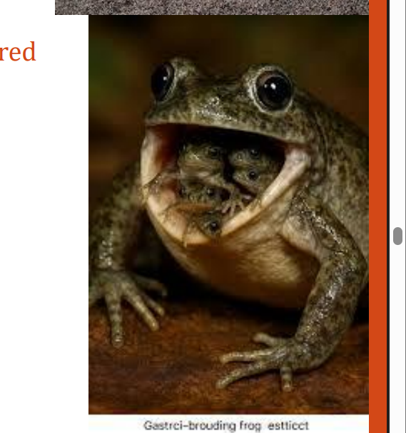 <p>name this animal</p>
