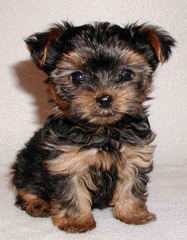 <p>A cute baby dog that loves to play with toys is a _____.</p>