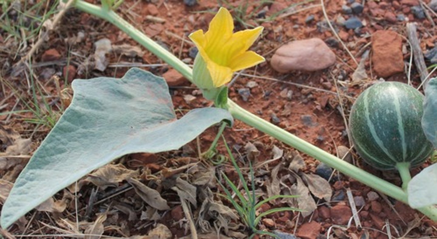 <p>Cucurbita foetidissima</p>