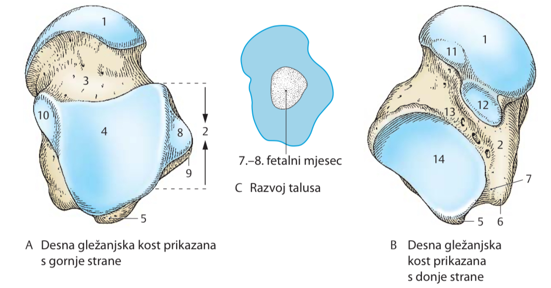 <p>9</p>
