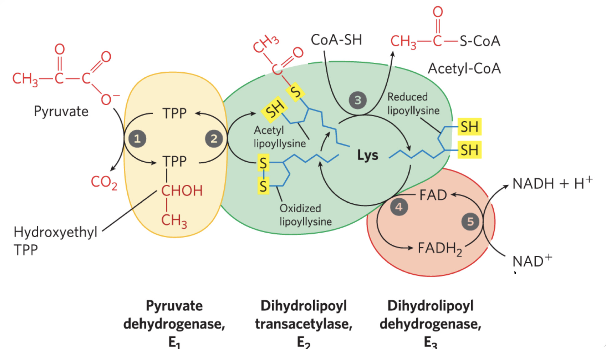 <p>Pyruvate dehydrogenase — the rate limiting step! This is where pyruvate is attached to TPP as hydroxyethyl group and releases CO2</p><p>dihydrolpoyl transacetylase — here hydroxyethyl group is oxidized to acetate removing 2e- reducing S-S bond to S-H bond (thiol)</p><p>— acetyl moeity is esterified to lipoyl-SH followed by transesterification to CoA to acetyl-coA (high energy thioester)</p><p>dihydriolipoyl dehydrogenase — energy transfers to FAD and NAD (from hydroxyethyl group) to regenerate disulfides of lipoyl groups</p><ul><li><p>this is under aerobic conditions </p></li><li><p>NADH can be used for ATP synthesis via oxidative phosphorylation (later)!! </p></li></ul><p></p>