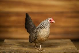 <p>wat voor ras is dit?</p>