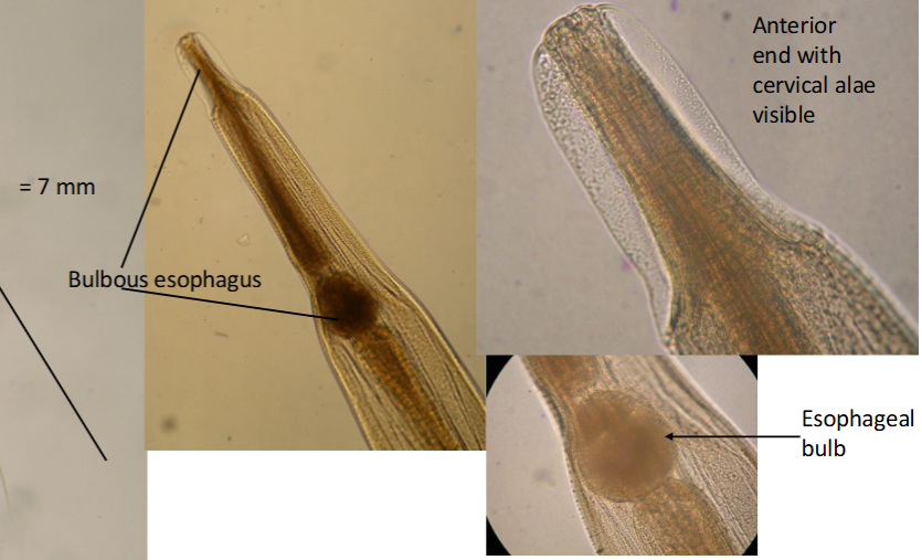 <p><span>Enterobius vermicularis (pinworm) adult female</span></p>
