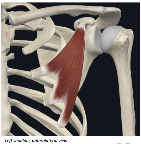 <p>ID muscle </p>