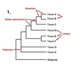 <p>Phylogenetic trees</p>