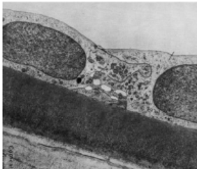 <p>how is the corneal endothelium adapted for its role in maintaining physiological hydration and corneal transparancy</p>
