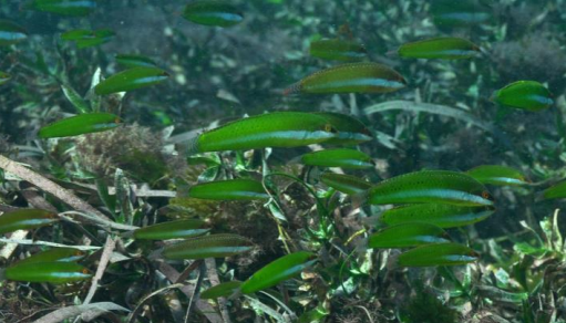 <p>FISHES (Class Actinopterygii) BROWNFIELDS WRASSE </p>