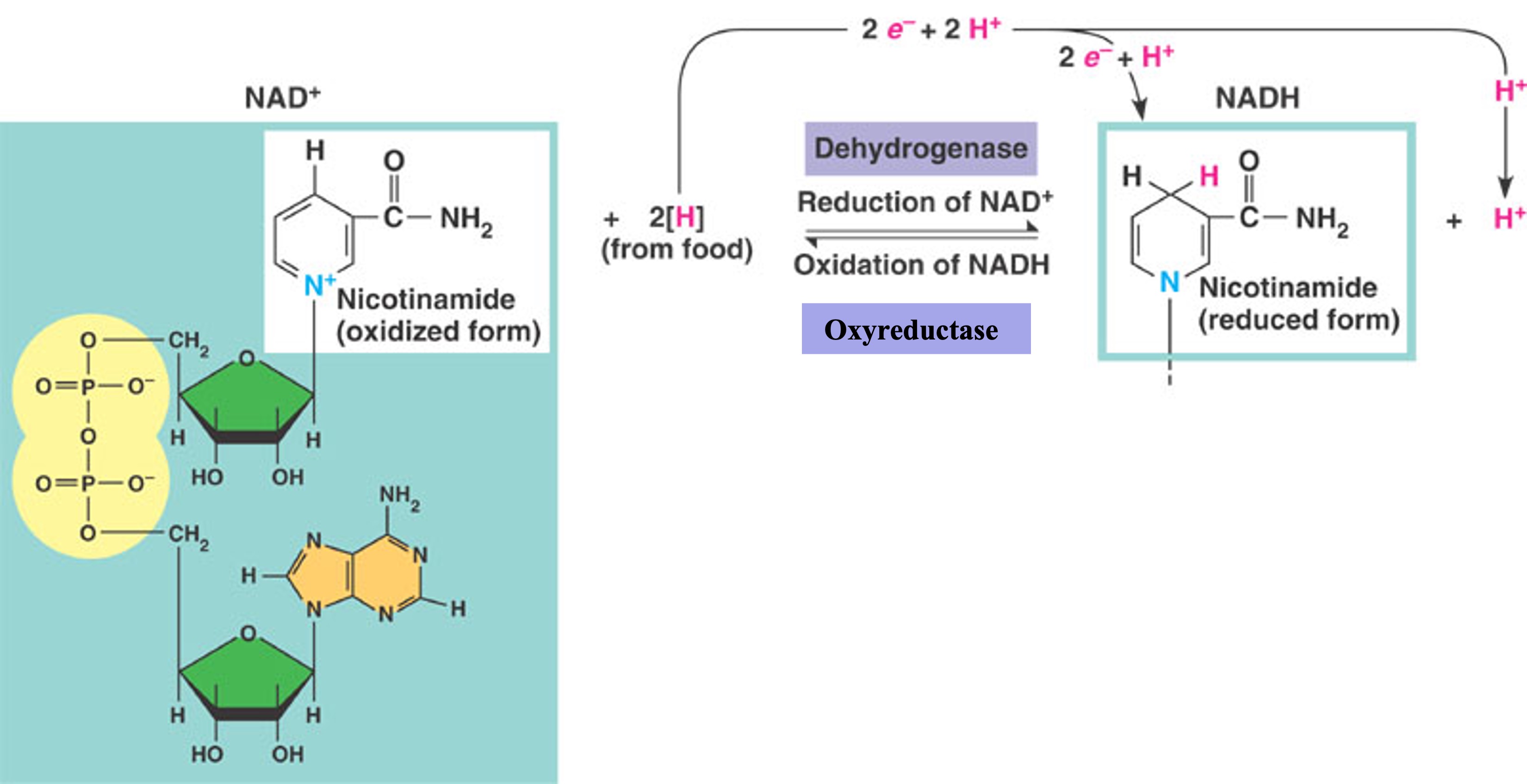 <p>used in cell res to transport the high energy electrons removed from organic molecules (food)</p><ul><li><p>coenzymes: NAD+, FAD+</p></li></ul><p></p>