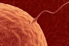 <p>a process in sexual reproduction in which a sperm unites with an egg to make the first cell of a new organism, or zygote</p>