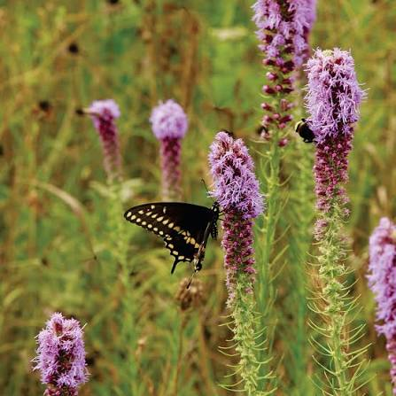 <p>Forb - Upright native perennial with narrow leaves and a dense spike of purple flowers that open from the top downward. Grows in moist-to-mesic prairies and is an excellent pollinator plant.</p>