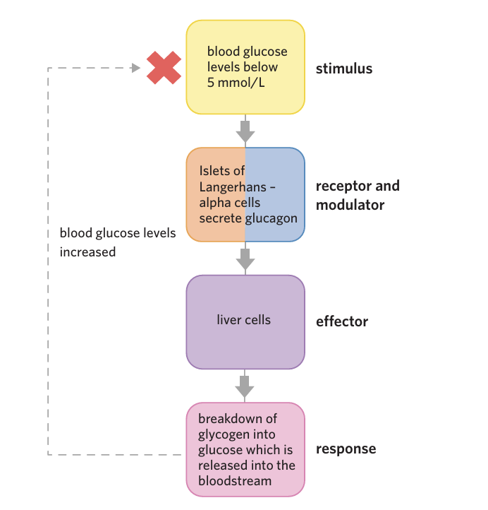 <p><span style="background-color: transparent;"><strong>Liver Cells</strong></span></p><ul><li><p><span style="background-color: transparent;">Glucagon Stimulates liver cells to&nbsp; to break down glycogen into glucose and release it into the bloodstream via glycogenolysis.&nbsp;</span></p></li></ul><p><br></p><ul><li><p><span style="background-color: transparent;">Glycogen → glucose</span></p></li></ul><ul><li><p><span style="background-color: transparent;">Glucose is then <strong>released into the bloodstream</strong></span></p></li></ul><p><span data-name="repeat" data-type="emoji">🔁</span><span style="background-color: transparent;"><strong> Negative Feedback Link</strong></span></p><ul><li><p><span style="background-color: transparent;">When blood glucose returns to ~5 mmol/L:</span></p><ul><li><p><span style="background-color: transparent;"><strong>Alpha cells stop releasing glucagon</strong></span></p></li><li><p><span style="background-color: transparent;">Liver stops breaking down glycogen</span></p></li></ul></li><li><p><span style="background-color: transparent;">→ System switches off</span></p></li></ul><p></p>