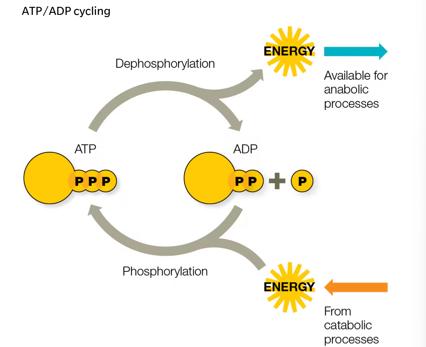 <p>ADP <u>uses energy from catabolic reactions </u>to make ATP (phosphorylation)</p><p>ATP is <u>broken down into ADP by anabolic reactions</u> (dephosphorylation)</p>
