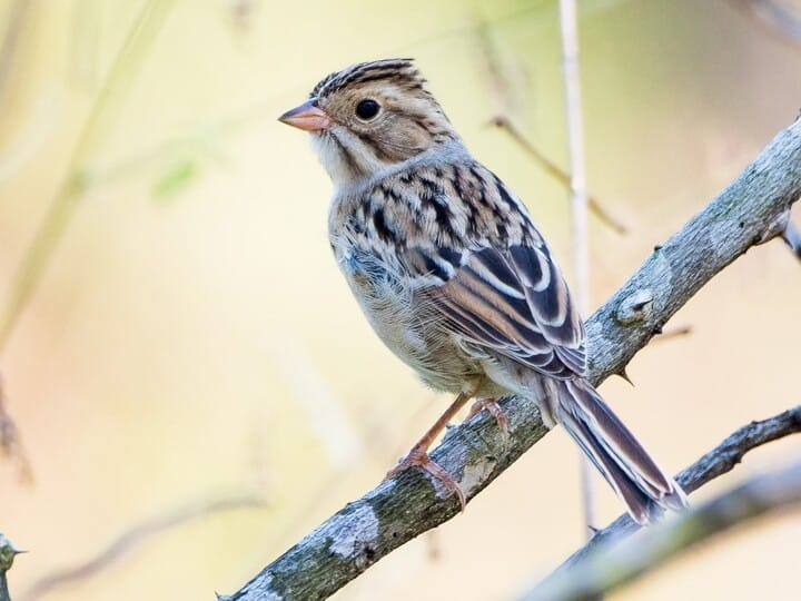 <p>clay-colored sparrow</p><p>buffy sparrow<br>white malar w/ black margins<br>gray collar around nape</p>