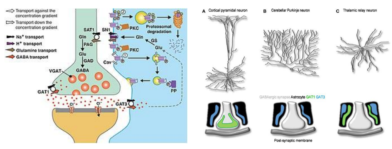 <ul><li><p>Three types; GAT1 + GAT3 most abundant in the brain</p></li><li><p>Found in neurons (GAT1) and astrocytes (GAT3)*</p></li><li><p>Target of clinical drugs (e.g. antiseizure medications)</p></li></ul><div data-type="horizontalRule"><hr></div><ul><li><p>how GABA is moved around</p></li><li><p>drugs of epilepsy target GABARs</p></li></ul><p></p>