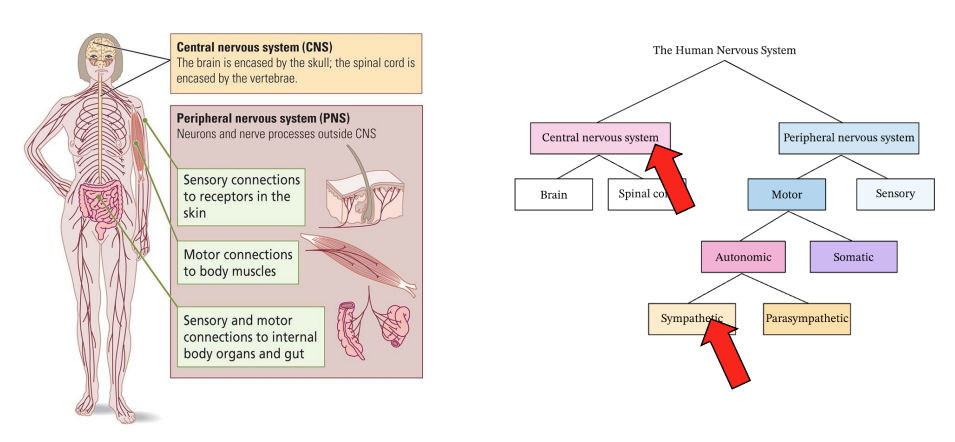 <ul><li><p>Widely distributed across PNS and CNS</p></li></ul><div data-type="horizontalRule"><hr></div><ul><li><p>noradrenergic neurons in CNS but also PNS, which branches into autonomic > sympathetic division </p></li></ul><p></p>