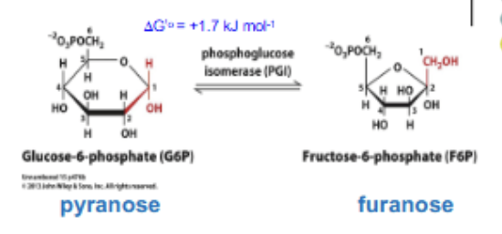 <p>ISOMERIZATION: G6P <span data-name="left_right_arrow" data-type="emoji">↔</span> F6P. Reversible (not exergonic). Catalyzed by phosphoglucose isomerase; changes the aldehyde to a ketone (glc to fruc).</p>