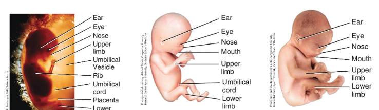 <ul><li><p>begins at 9th week after fertilization</p></li><li><p>tissues &amp; organs that developed during the embryonic period grow &amp; differentiate</p></li><li><p>very few new structures appear during this period</p></li></ul><p></p>