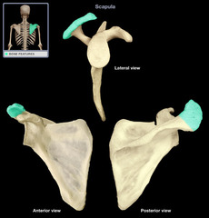 <p>an extension of the scapula that forms the high point of the shoulder</p>