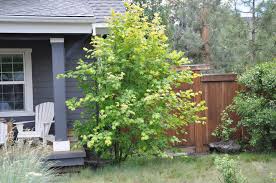 <p>Acer Circinatum</p><p></p>