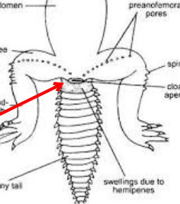 <ul><li><p>largest group of non-avian reptiles </p></li><li><p>predominantly terrestrial</p></li><li><p>scales cover the skin</p></li><li><p>outer layer of epidermis is shed at intervals</p></li><li><p>may have a reduction or loss of limns</p></li><li><p>only tetrapod group with a transverse cloacal slit (horizontal instead of vertical)</p></li></ul><p></p>