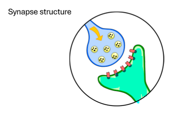 <p>What is this highlighted part of the synapse?</p>