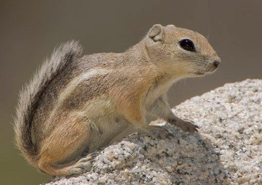 <p>Small, fast ground-dwelling squirrels of deserts and arid scrub in the Southwest. Diurnal and highly heat-tolerant; often active in extreme heat when many other mammals are inactive. Typically solitary or loosely spaced rather than strongly colonial. Feed on seeds, fruits, insects, and carrion, and store food opportunistically.</p><p>Do not hibernate.</p><p><strong>Tail arched upward toward head, single lateral stripe on body that does not extend to face, round ears.</strong></p>