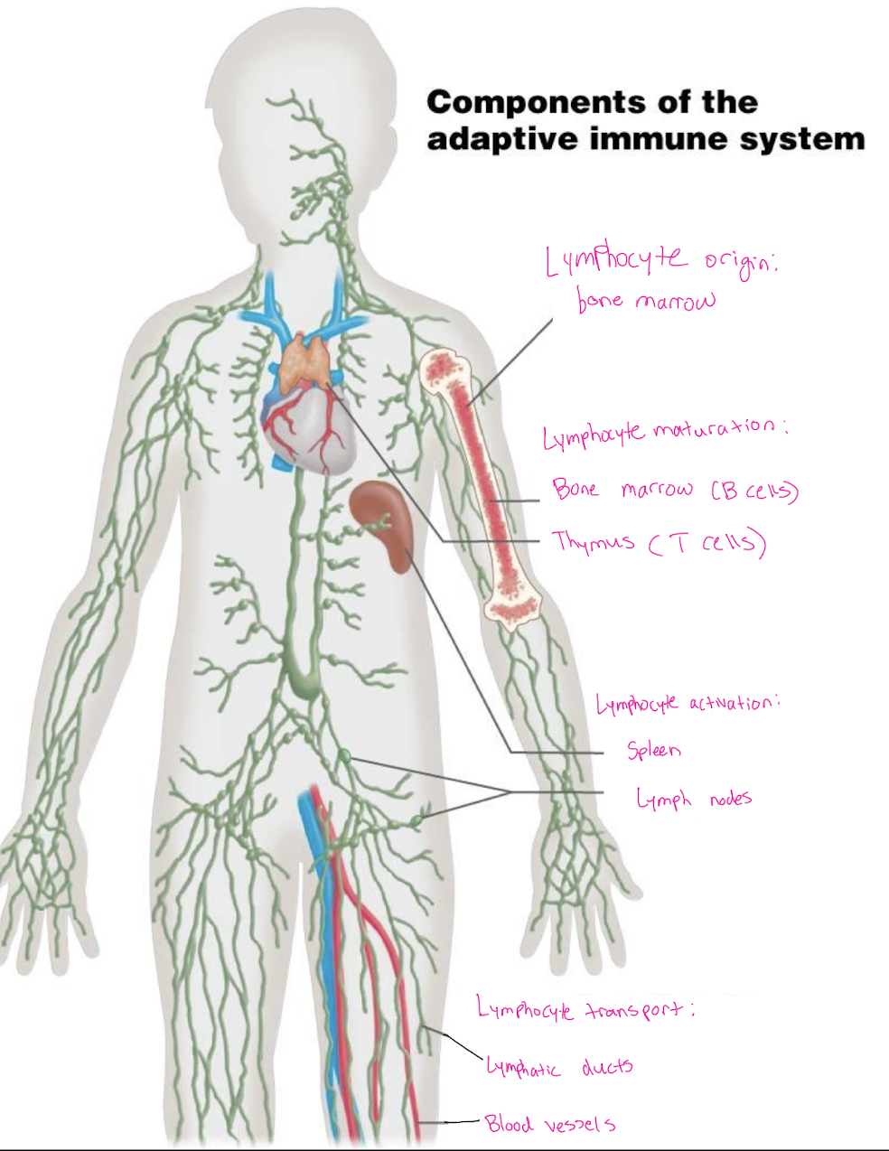 <p>Lymphocyte origin: bone marrow</p><p>Lymphocyte maturation: Bone marrow (B cells), Thymus (T cells)</p><p>Lymphocyte activation: Spleen, Lymph nodes</p><p>Lymphocyte transport: Lymphatic ducts, blood vessels</p>