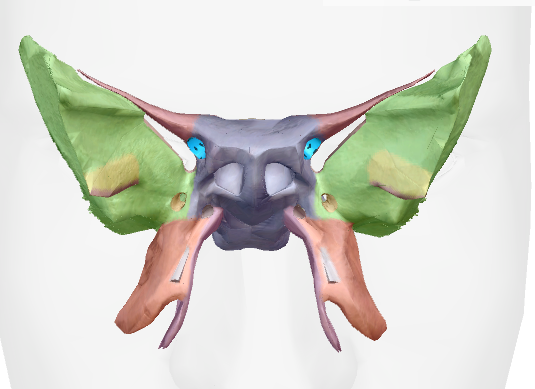 term image
