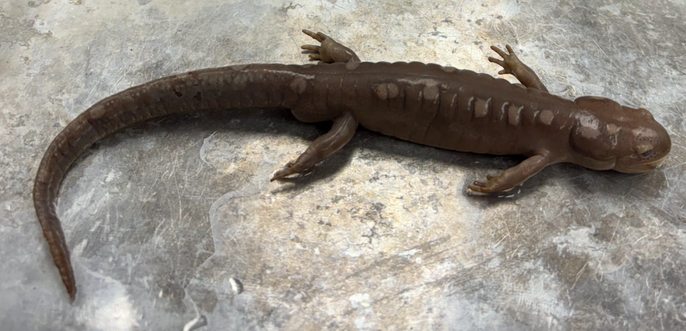 <p><span style="background-color: transparent;">Ambystoma maculatum</span></p>