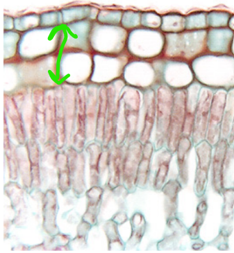 <p>What is this? What’s the function? What is it a sign of? </p>