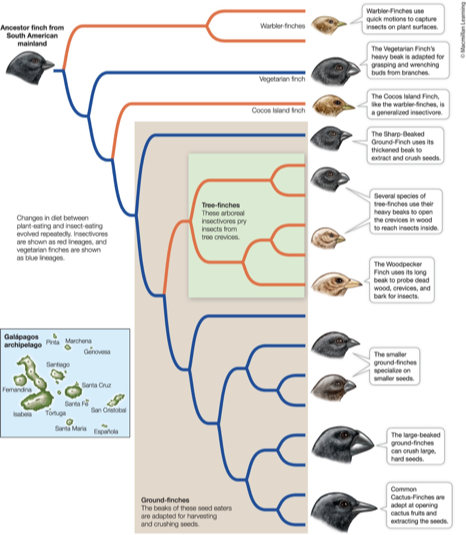 <ul><li><p>Darwin’s Finches!</p><ul><li><p><span>Species across the Galapagos Islands differ <strong><em>greatly</em></strong></span></p><ul><li><p><span>Both from their ancestor and from one another</span></p></li></ul></li><li><p><span>The islands are far apart, have unique and distinct geography and climate</span></p></li><li><p><span>Feeding specializations (i.e., beak size and shape) arose on these different islands to meet the environments of each island</span></p></li></ul></li></ul><p></p>