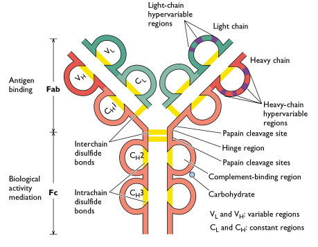 <p>Constant domain of light chain: bogate w beta-sheets, 2 beta-arkusze stabilizowane mostkiem disiarczkowym</p><p>Łańcuchy lekkie z ciężkimi stabilizowane mostkiem disiarczkowym</p><p>Łańcuchy ciężkie między sobą też stabilizowane mostkiem disiarczkowym</p><p>Miejsce wiązania antygenu (dwa na jedno przeciwciało) jest tworzone przez lekki i ciężki łańcuch razem</p><p>Dwie domeny Fab (fragment antigen binding) połączone bardzo giętkim linkerem, żeby bardziej efektywnie wyłapywać antygeny różnych struktur przestrzennych</p><ul><li><p>VL = variable light chain domain</p></li><li><p>VH = variable heavy chain domain</p></li><li><p>CL = constant light chain domain</p></li><li><p>CH = constant heavy chain domain</p></li><li><p>scFv - single chain Fragment variable = jeden VH plus jeden VL</p></li></ul><p></p>