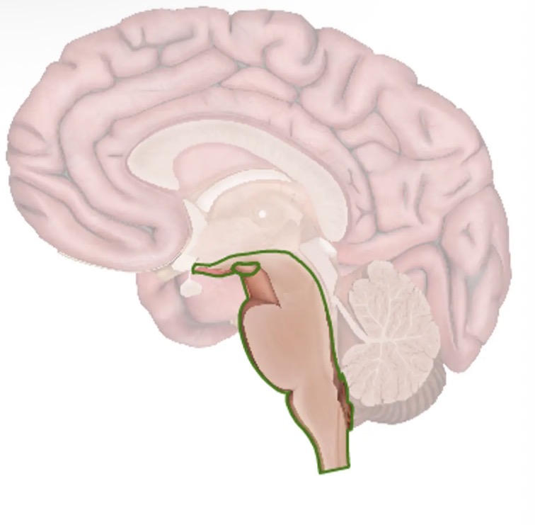 <p>The brain stem</p>